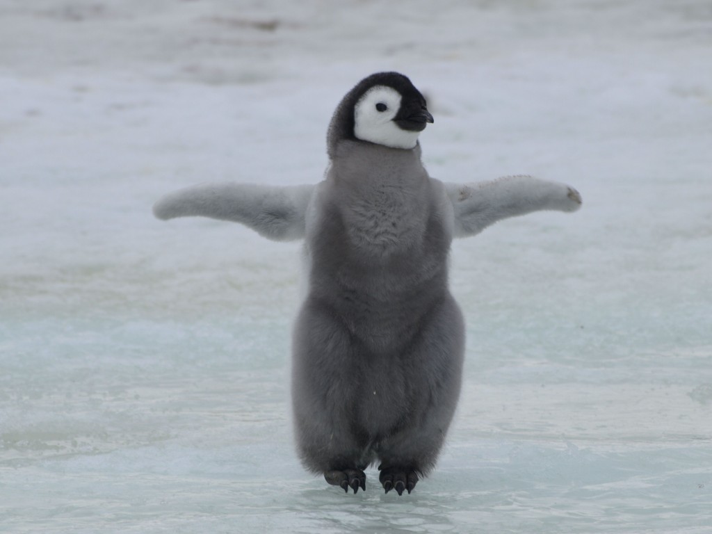 Mensen zijn geen pinguïns - Progressiegericht Werken